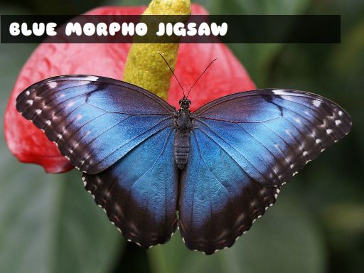 Play Blue Morpho Butterfly Jigsaw Game